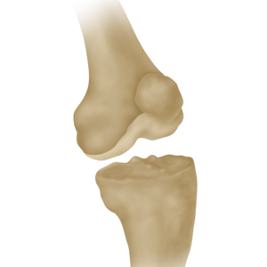 General Orthopedics | LifeNet Health
